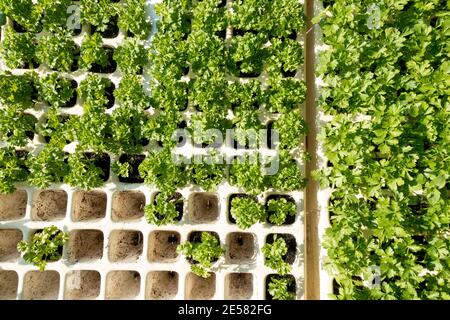 Piantine di prezzemolo riccio che coltivano verdure Foto Stock