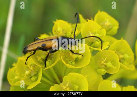 Un coleottero marrone di longhorn da Sofia , Bulgaria , Vadonia bisellata Foto Stock