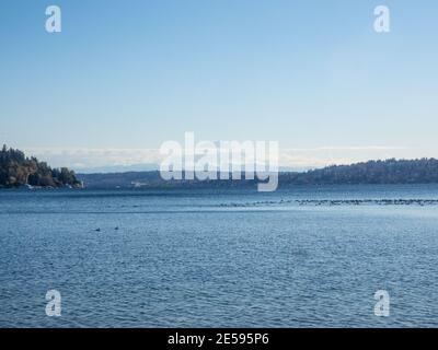 Seward Park è un parco municipale di Seattle, Washington, Stati Uniti. Situato nel quartiere della città con lo stesso nome, si estende su 300 ettari (120 ettari; Foto Stock