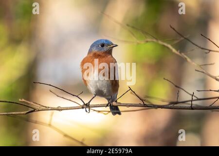 Primo piano di un Bluebird orientale (Sialia sialis) che perching su un arto. Raleigh, Carolina del Nord. Foto Stock