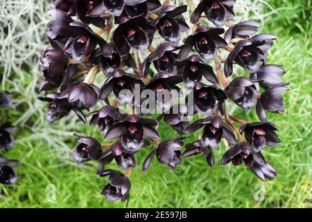 Fiore scuro unico di SVO dopo orchidea Dark Black Pearl fiori Foto Stock