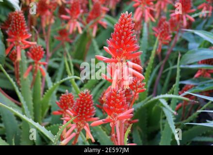 Il colore rosso brillante dei fiori di aloe vera Foto Stock