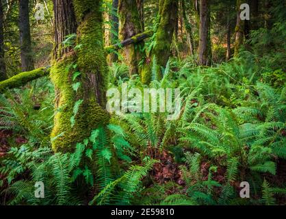 Sentiero escursionistico Little Mount si, a North Bend, Washington Foto Stock