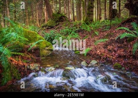 Sentiero escursionistico Little Mount si, a North Bend, Washington Foto Stock