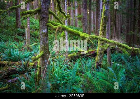 Sentiero escursionistico Little Mount si, a North Bend, Washington Foto Stock