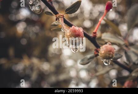 Ciliege rosse su un albero con gocce d'acqua Foto Stock