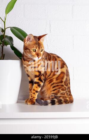 Fantastico gatto Bengala nella giungla domestica. Gatto macchiato. Sniffing Cat. Primo piano. Sfondo bianco muro di mattoni. Foglie grandi di pianta tropicale a casa. Ficus. Foto Stock