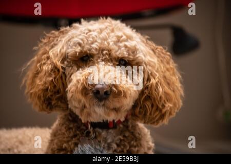 L'australiano Labradoodle è un mix tra Labrador Retriever, Poodle e Cocker Spaniel. Foto Stock