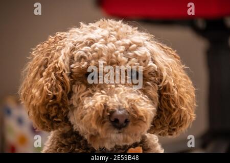 L'australiano Labradoodle è un mix tra Labrador Retriever, Poodle e Cocker Spaniel. Foto Stock
