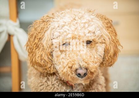 L'australiano Labradoodle è un mix tra Labrador Retriever, Poodle e Cocker Spaniel. Foto Stock