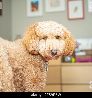 L'australiano Labradoodle è un mix tra Labrador Retriever, Poodle e Cocker Spaniel. Foto Stock