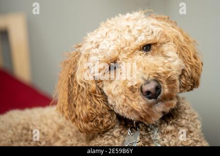 L'australiano Labradoodle è un mix tra Labrador Retriever, Poodle e Cocker Spaniel. Foto Stock