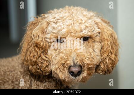 L'australiano Labradoodle è un mix tra Labrador Retriever, Poodle e Cocker Spaniel. Foto Stock