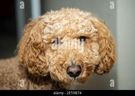 L'australiano Labradoodle è un mix tra Labrador Retriever, Poodle e Cocker Spaniel. Foto Stock