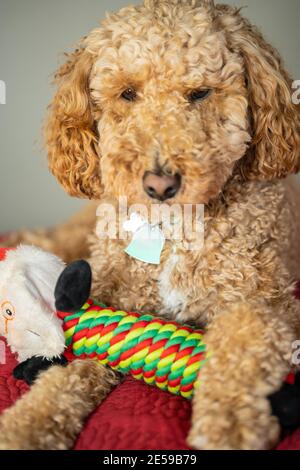 L'australiano Labradoodle è un mix tra Labrador Retriever, Poodle e Cocker Spaniel. Foto Stock