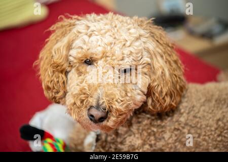 L'australiano Labradoodle è un mix tra Labrador Retriever, Poodle e Cocker Spaniel. Foto Stock