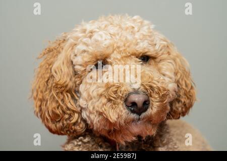 L'australiano Labradoodle è un mix tra Labrador Retriever, Poodle e Cocker Spaniel. Foto Stock