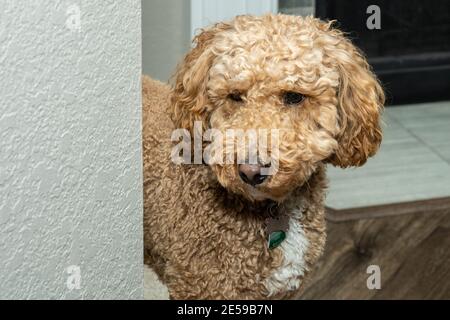 L'australiano Labradoodle è un mix tra Labrador Retriever, Poodle e Cocker Spaniel. Foto Stock