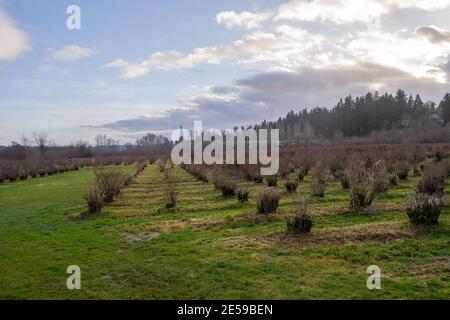Il parco naturale Mercer Slough è un'area umida di 320 ettari popolata di felci, arbusti, fiori, diverse varietà di bacche, caratteristico boardwa in legno Foto Stock