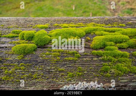 Il parco naturale Mercer Slough è un'area umida di 320 ettari popolata di felci, arbusti, fiori, diverse varietà di bacche, caratteristico boardwa in legno Foto Stock