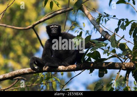 L'immagine del gibbone di Hooklock (Hooklock Hooklock) è stata scattata nel Santuario di Gibbon Assam, India, Asia Foto Stock