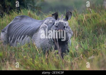 L'immagine dei rinoceronti indiani (Rhinoceros unicornis) è stata presa nel parco nazionale di Kaziranga, Assam, India Foto Stock