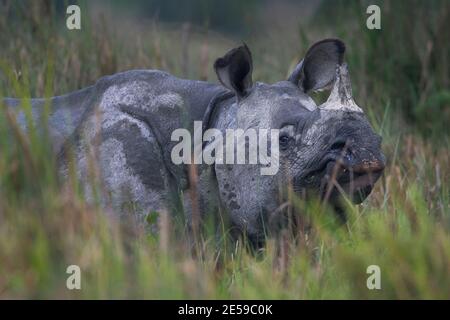 L'immagine dei rinoceronti indiani (Rhinoceros unicornis) è stata presa nel parco nazionale di Kaziranga, Assam, India Foto Stock