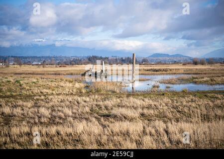 Samish Unit è composta da campi agricoli e zone umide, situata adiacente alla Baia di Padilla, nella contea di Skagit, a nord-ovest. Si tratta di un popolare acquedone Foto Stock