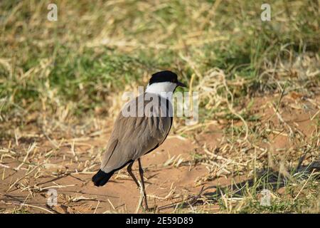 Una lappatura con alettone (Vanellus spinosus) sta camminando sull'erba. Un gran numero di animali migrano al Masai Mara National Wildlife Refuge di Keny Foto Stock