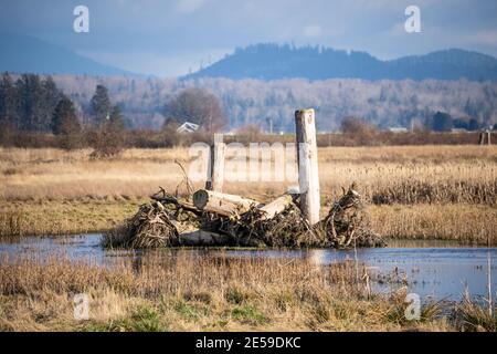 Samish Unit è composta da campi agricoli e zone umide, situata adiacente alla Baia di Padilla, nella contea di Skagit, a nord-ovest. Si tratta di un popolare acquedone Foto Stock