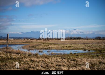 Samish Unit è composta da campi agricoli e zone umide, situata adiacente alla Baia di Padilla, nella contea di Skagit, a nord-ovest. Si tratta di un popolare acquedone Foto Stock