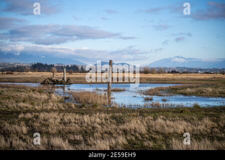 Samish Unit è composta da campi agricoli e zone umide, situata adiacente alla Baia di Padilla, nella contea di Skagit, a nord-ovest. Si tratta di un popolare acquedone Foto Stock