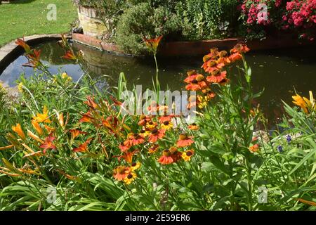 ninfee di giorno e coneflower che cresce intorno stagno di giardino Foto Stock