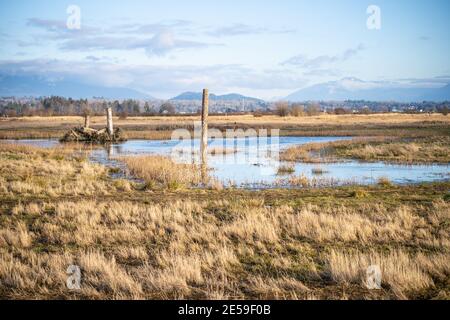 Samish Unit è composta da campi agricoli e zone umide, situata adiacente alla Baia di Padilla, nella contea di Skagit, a nord-ovest. Si tratta di un popolare acquedone Foto Stock