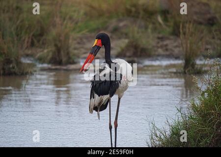 La cicogna a sella si trova nello stagno. Foraging in acqua. Un gran numero di animali migrano al Masai Mara National Wildlife Refuge in Kenya, A. Foto Stock