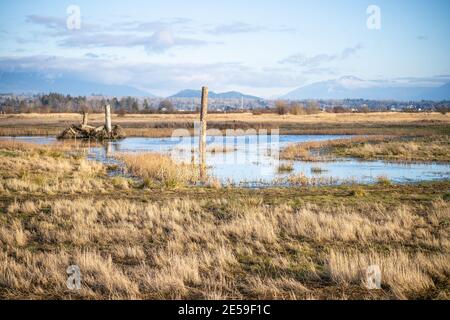 Samish Unit è composta da campi agricoli e zone umide, situata adiacente alla Baia di Padilla, nella contea di Skagit, a nord-ovest. Si tratta di un popolare acquedone Foto Stock