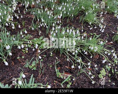 Gruppo di fiori invernali Snowdrops bianchi luminosi (Galanthus attkinsii) che crescono in un Giardino di Bosco in Devon Rurale, Inghilterra, Regno Unito Foto Stock