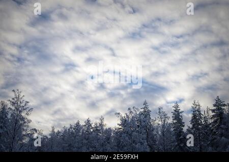 Cielo invernale nuvoloso con cime degli alberi innevate Foto Stock