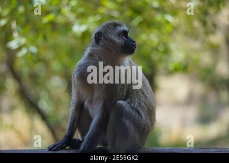 La scimmia del vervetto (Chlorocobus pygerythrus) si siede, fissando in lontananza. Un gran numero di animali migrano al Masai Mara National Wildlife Refu Foto Stock