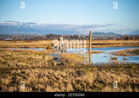 Samish Unit è composta da campi agricoli e zone umide, situata adiacente alla Baia di Padilla, nella contea di Skagit, a nord-ovest. Si tratta di un popolare acquedone Foto Stock