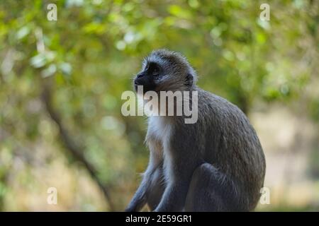 La scimmia del vervetto (Chlorocobus pygerythrus) si siede, fissando in lontananza. Un gran numero di animali migrano al Masai Mara National Wildlife Refu Foto Stock