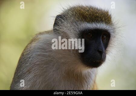 Un ritratto in primo piano del volto di una scimmia di vervetto (Chlorocobus pygerythrus) . Un gran numero di animali migrano al Masai Mara National Wildlife Re Foto Stock