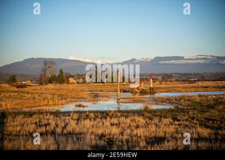 Samish Unit è composta da campi agricoli e zone umide, situata adiacente alla Baia di Padilla, nella contea di Skagit, a nord-ovest. Si tratta di un popolare acquedone Foto Stock