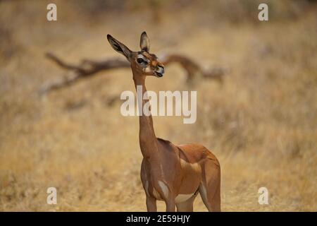 Gerenuk femmina è in piedi sull'erba. Raddrizzare le orecchie e aprire la bocca. Un gran numero di animali migrano alla Masai Mara National Wildlife Foto Stock