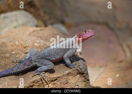 African Rainbow Lizard (AGAMA agama) su rocce. Testa e bilancia arancione brillante. Un gran numero di animali migrano al Masai Mara National Wildlife Ref Foto Stock