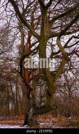 Due grandi alberi intrecciati, uno con un enorme tosse orizzontale che raggiunge la telecamera, neve spruzzata a terra, a Sidbury Hill, Wiltshire Foto Stock