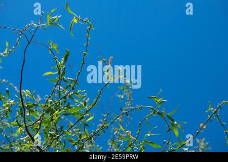 Willow si dirama contro il cielo blu. Rami viventi torcenti verdi. Foto Stock