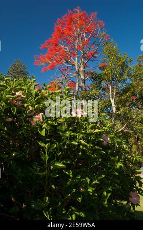 Hibiscus cinese Hibiscus rosa-sinensis e Illawarra albero di fiamma Brachychiton acerifolius. Auckland Domain. Auckland. Isola del Nord. Nuova Zelanda. Foto Stock