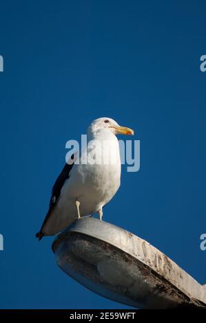 Larus dominicanus, gabbiano con schienale nero, appollaiato su una lampada da strada. Clifton. Isola del Nord. Nuova Zelanda. Foto Stock