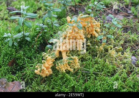 Fuligo muscorum, conosciuto come albicocca di lime Foto Stock